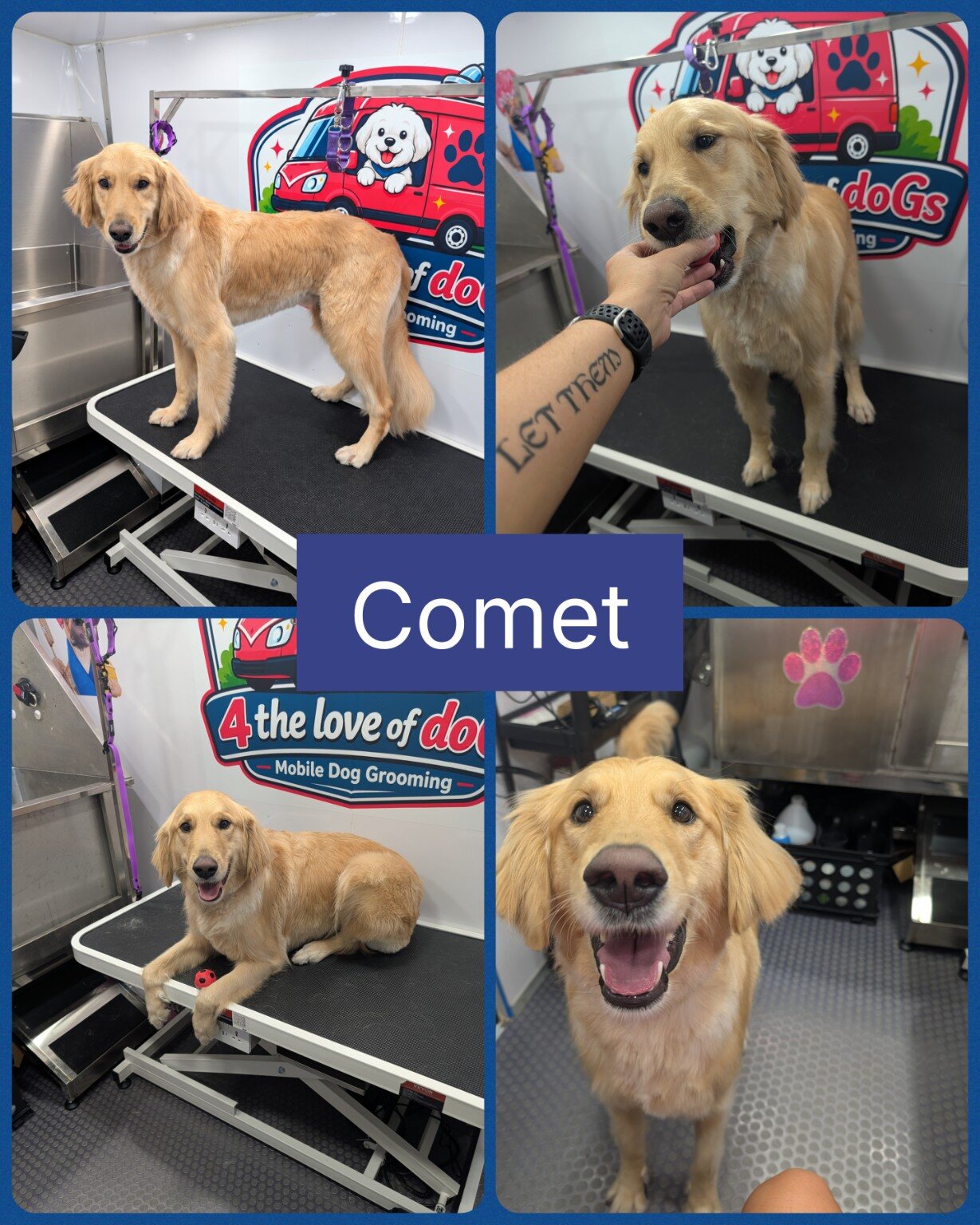 Comet enjoying his grooming appointment