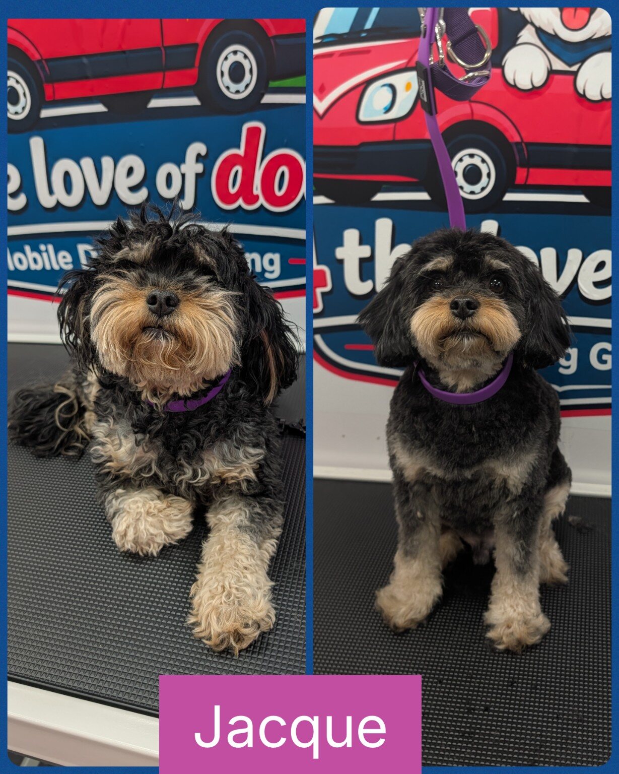 Jacque before and after his groom