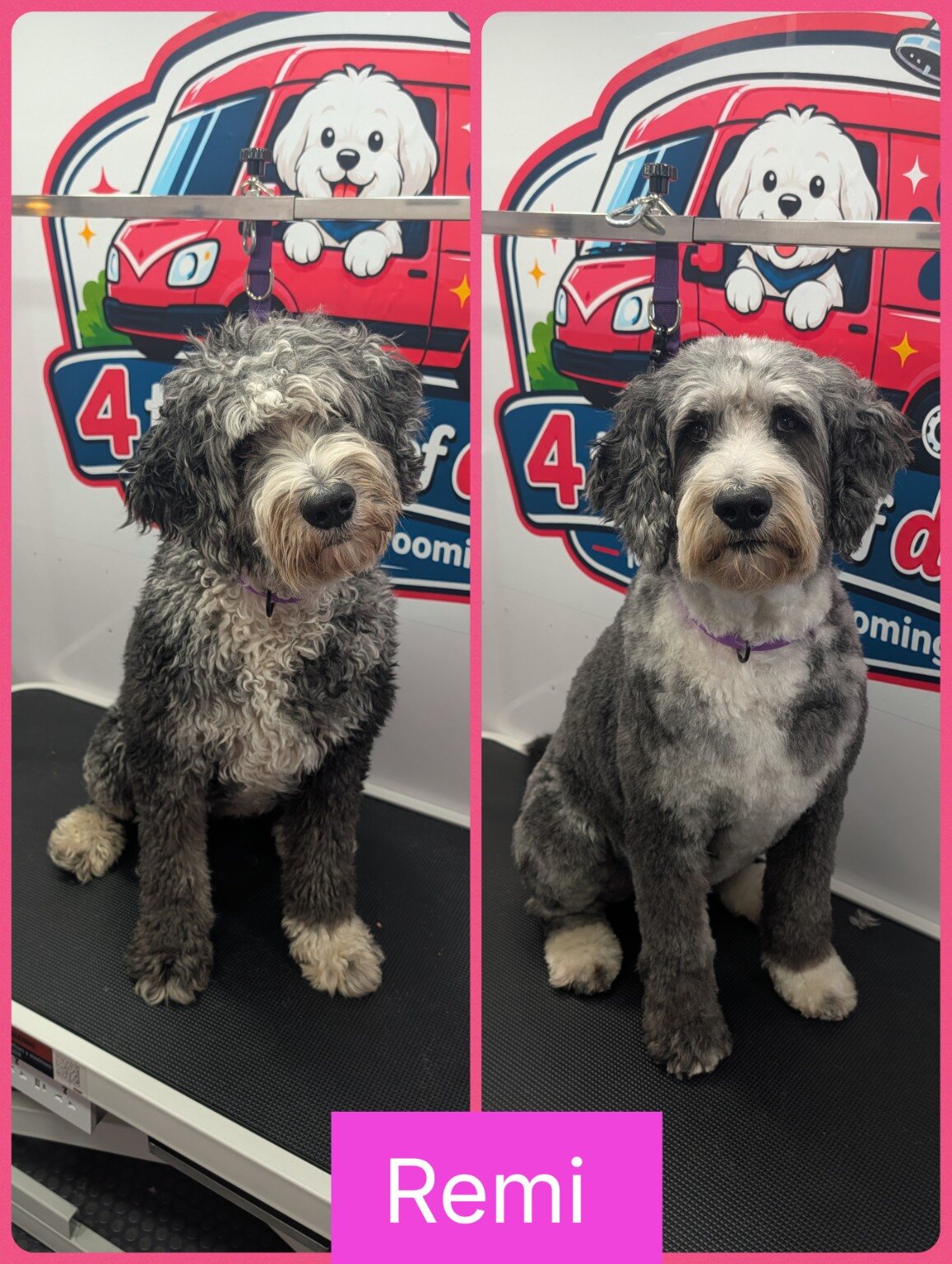 Remi before and after her full groom