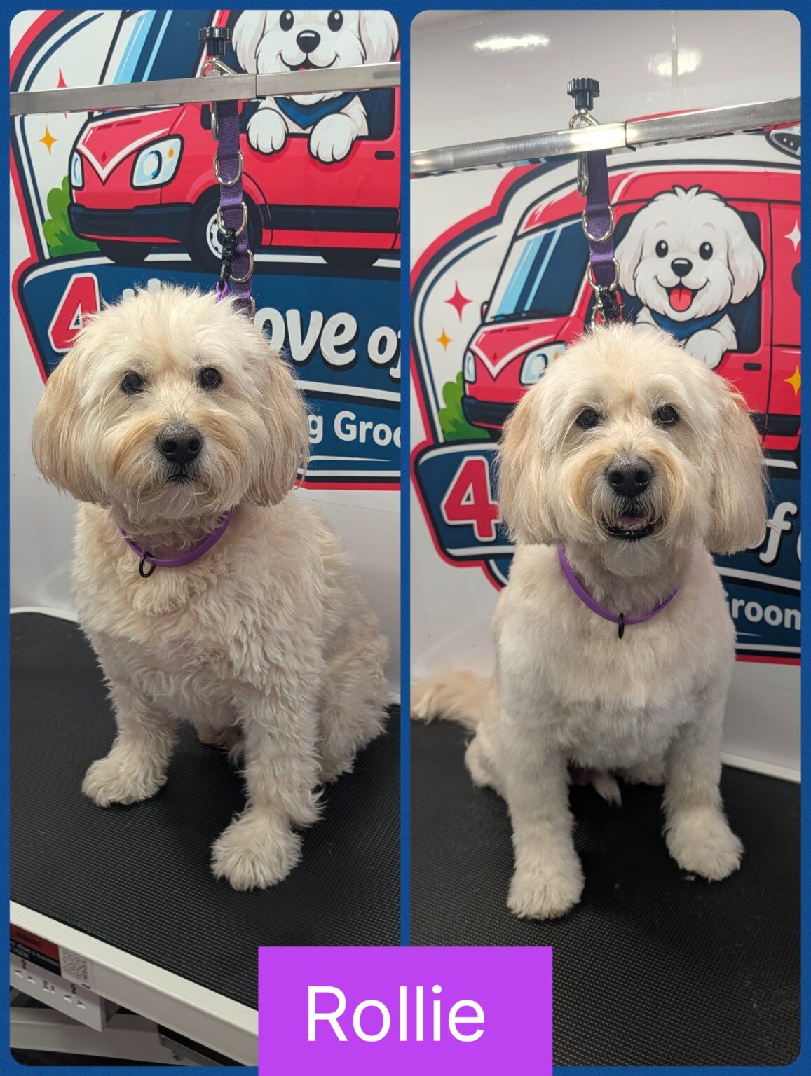 Rollie before and after his full groom