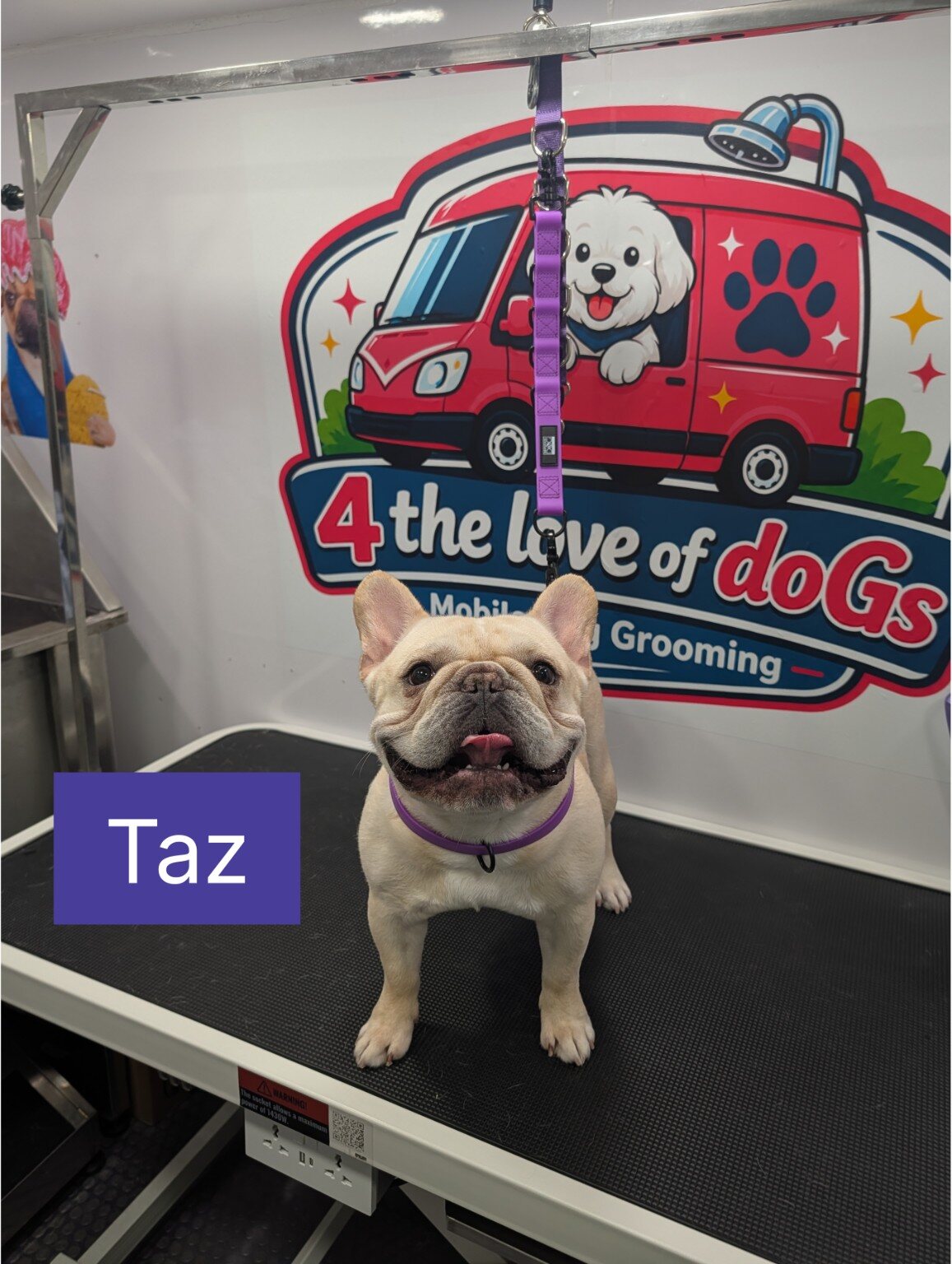 Taz looking happy after his bath