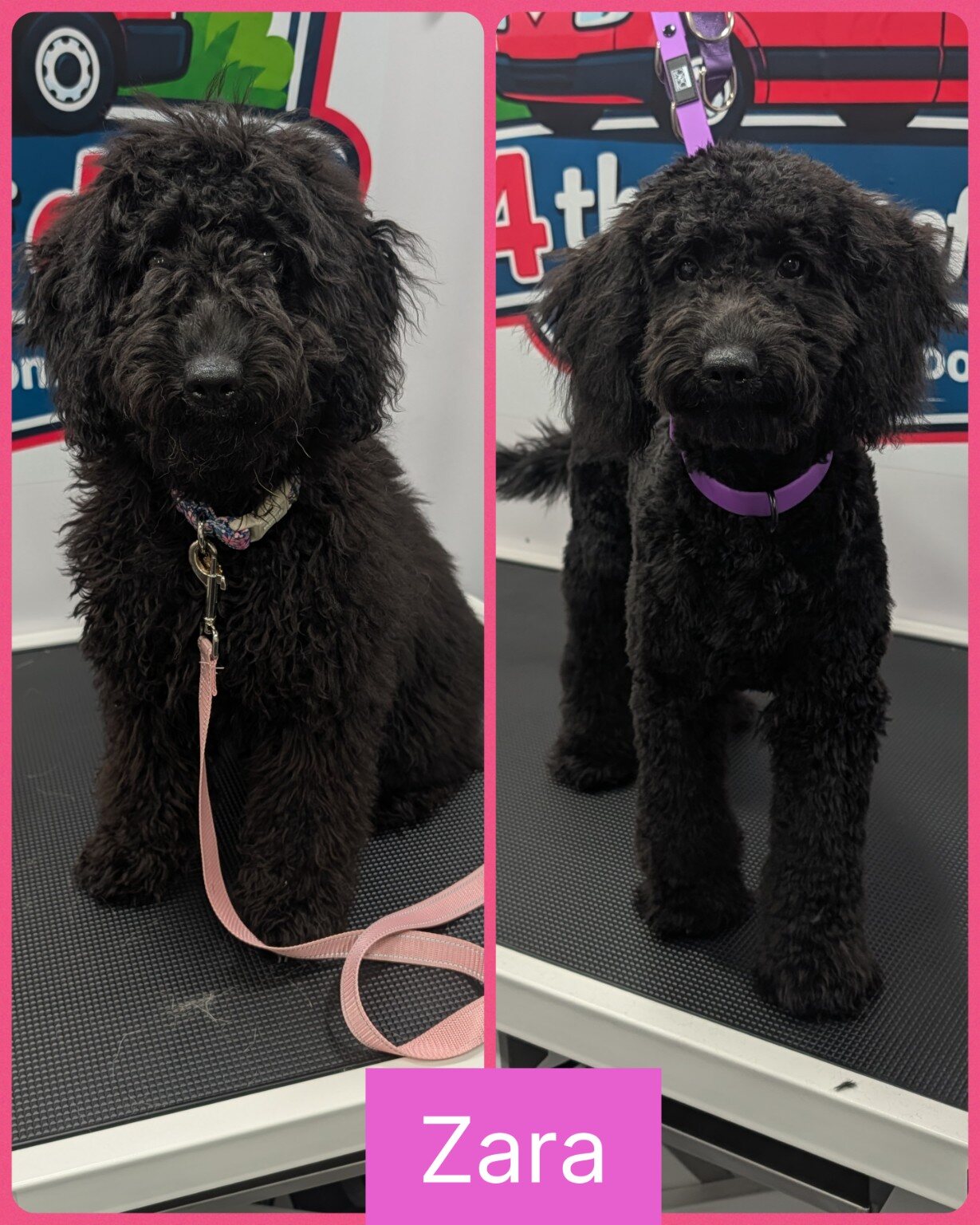 Zara before and after her first professional groom